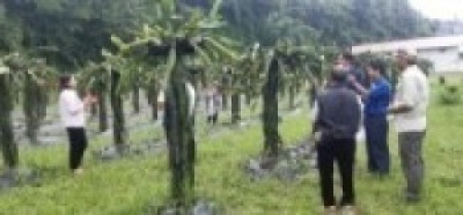 पहिले दुर्व्यसनीको अखडा, अहिले बन्यो ड्रागन फ्रुटको बगैँचा